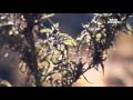 Cannabis BBC Doku *german* part 1/5