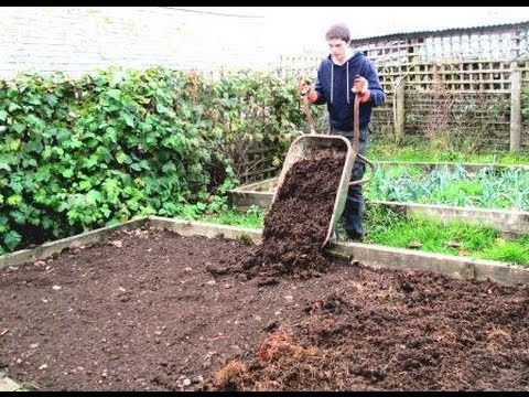 how to start a vegetable patch uk
