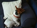 DOG X FACTOR - Opera Dog - Monty Monty Monty.WMV