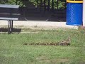 Mother Duck with her brood