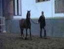 2 j. hann Stute von Rotspon - Warkant