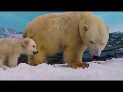 Video - Her Name is Mishka Video - Her Name is Mishka