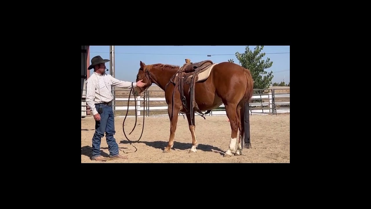 Colt Starter and Assistant Horse Trainer Certification Training