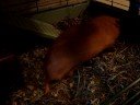 Guinea Pig