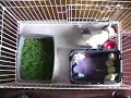 Puppy Playpen for Housetraining