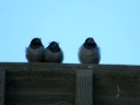 Baby swallows