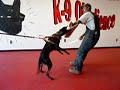 Dutch Shepherd in training