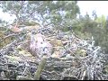 Loch of the Lowes Ospreys 16 May 2012 20.31hrs - Large Fish Delivery - Copyright SWT
