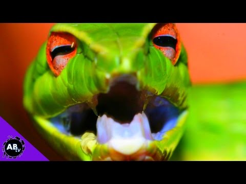 YouTube reptile video
