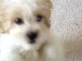 Cavachon