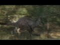kangaroo avchd hdr-sr7 sony vegas