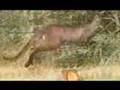 kangaroo avchd hdr-sr7 sony vegas