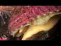 The Secret Weapon: The Worm Attack The Secret Weapon: The Worm Attack
