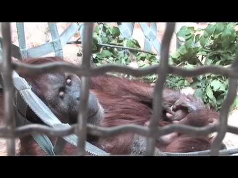 Denver Zoo Helps Orangutan Mother With New Infant