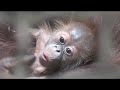 Denver Zoo Helps Orangutan Mother With New Infant 1