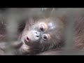 Denver Zoo Helps Orangutan Mother With New Infant 2