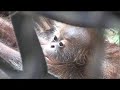 Denver Zoo Helps Orangutan Mother With New Infant 3