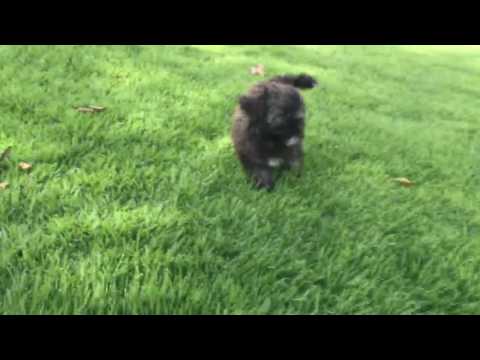 Baxter loves running around and exploring in the backyard.