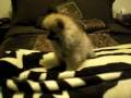 pomeranian puppy