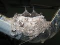 Hummingbirds from nest, to eggs, birth and first flight Hummingbirds from nest, to eggs, birth and first flight