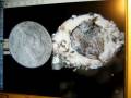 videos de Hummingbirds from  nest, to eggs, birth and first flight