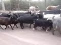 Fwd: تظاهرات میلیونی در حمایت از مقام عظمای ولایت - http://youtube.com/watch?v=989dcfXkcyU (از طریق http://ff.im/dEizd)