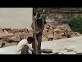 Khajuraho Temples - Eastern Group Reconstruction