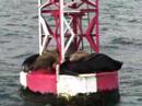 Sea lions at newport Sea lions at newport