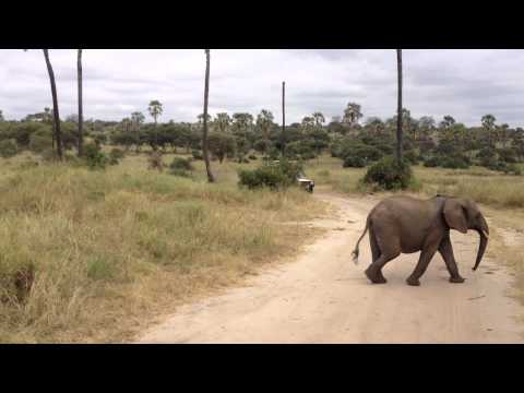 El elefante más tierno del mundo