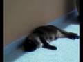 videos de serena al sol.3gp