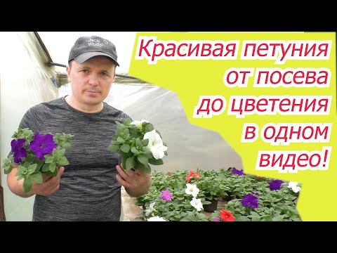 Выращивание петунии от посева до цветения в одном видео
