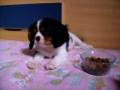 Zeca (Cavalier King Charles Spaniel)