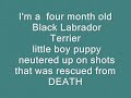 ABANDONED PUPPY Chewy FOR ADOPTION