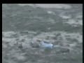 mythical-white-ghost-stag-spotted-in-scotland.html