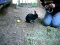 Bunny Clicker Training