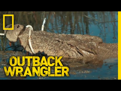 Lurking in Clear Water | Outback Wrangler