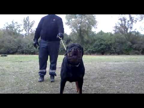 rottweiler attaque