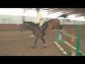 LB Jumping- up to 4'3- HORSE FOR SALE