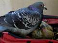 不精な鳩の子育て