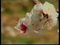 Persian Talysh Shomali Gilaki Song and Dance