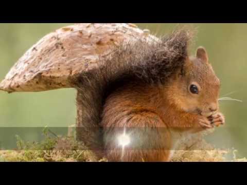 Image de prévisualisation YouTube