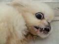 Dog seizure
