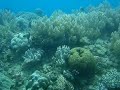 soft coral forest