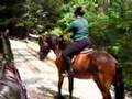 green horse fears scary bridge 2