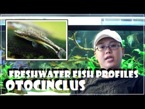 how to grow algae for otocinclus
