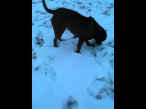 boxweiler