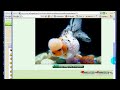 Video Tutorial - How to link pictures from Gallery Video Tutorial - How to link pictures from Gallery