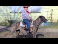 DOG RIDING!!! MUST WATCH!!!