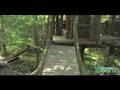Tree House Living (For Adults)