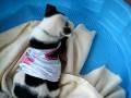 videos de APA- PUPPY FIGHTS T-SHIRT